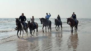 The Texas Bucket List - Horses on the Beach in Corpus Christi