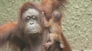 Critically endangered Bornean orangutan born at Chester Zoo