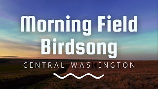 Morning Field Birdsong Pacific Northwest Ambience Sounds for sleep/relaxing