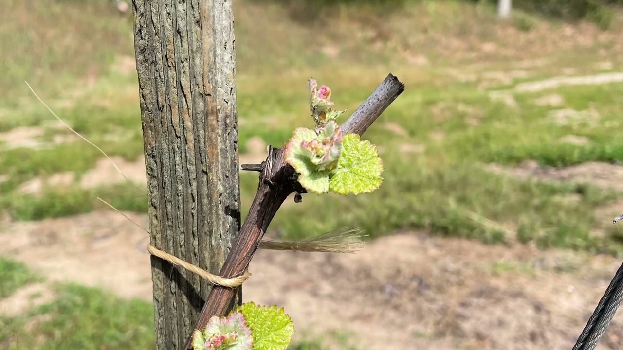 Budbreak in the Vineyard 2022