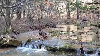 Blueprint K9 Dachshunds Creek Time