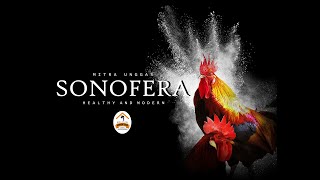 Peternakan Ayam Kampung, Mitra Unggas Sonofera Farm,