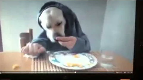 Cynthia's puppy eating lunch