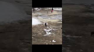 Свора собак на территории школы в Якутске Свора собак на территории школы в Якутске