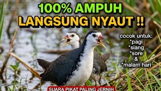 PIKAT RUAK RUAK LIAR‼️ Sekali Bunyi Langsung Datang Mendekat