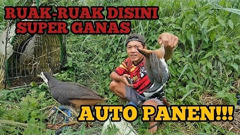 Ngebolang Sambil Jebak Ruak Ruak Super Ganas Di Kebun Kangkung #31