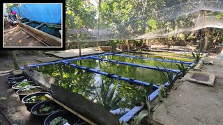 Simple fish farm of Mollies  philippines W*English Subtitle