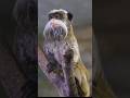 Tiny body, wild hair, big energy — tamarins are monkeys with serious style. 🐒💥🦁