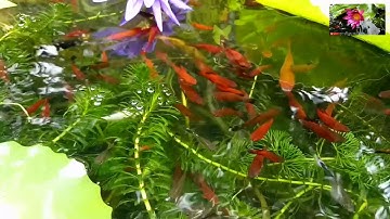 Nuôi cá hồ xi măng 204: Ngắm cá kiếm, cá bảy màu, cá mún và cá trân