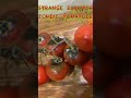 Zombie tomatoes do i have an eldritch curse shorts