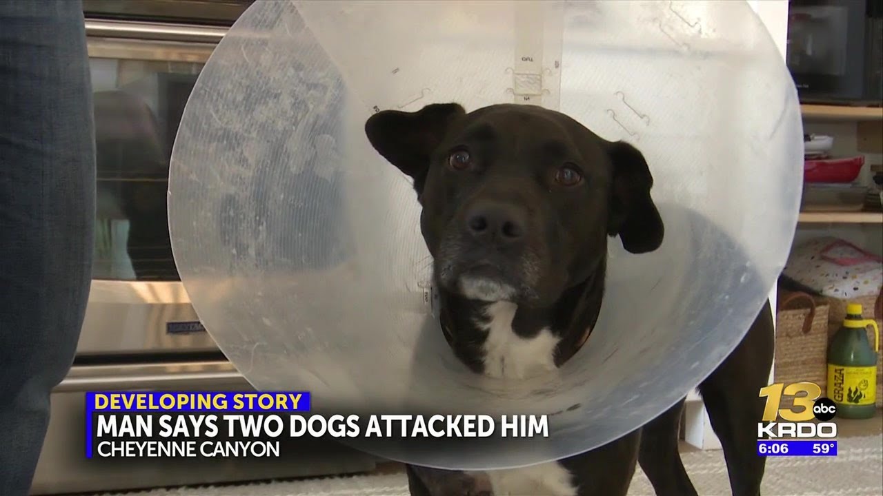 Dog injured after owner says they were attacked by two other dogs