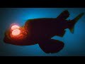 Why Fish Get Creepier the Deeper You Go