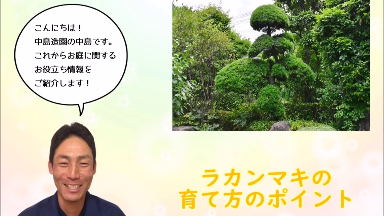 ラカンマキ 羅漢槇 の育て方のポイント 和風のお庭におすすめ 加須市 久喜市 幸手市の植木屋 Youtube