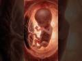 YouTube Title Ideas“A Tiny Miracle Growing Inside the Womb ❤️”“The Beautiful Journe