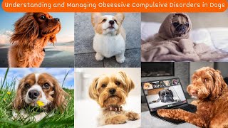 Managing Obsessive Compulsive Disorders(OCD) in Dogs |V110| Dogs | Dog | Cute Dogs | puppy