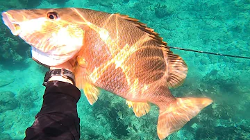 MY BIGGEST DOGTOOTH SNAPPER!! Spearfishing fails and catches 3! A day to remember!!!!