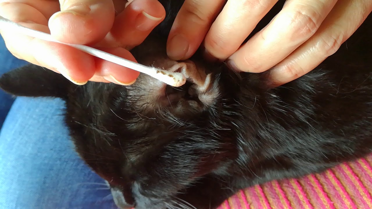 Como limpiar los ácaros de los oidos a un gato