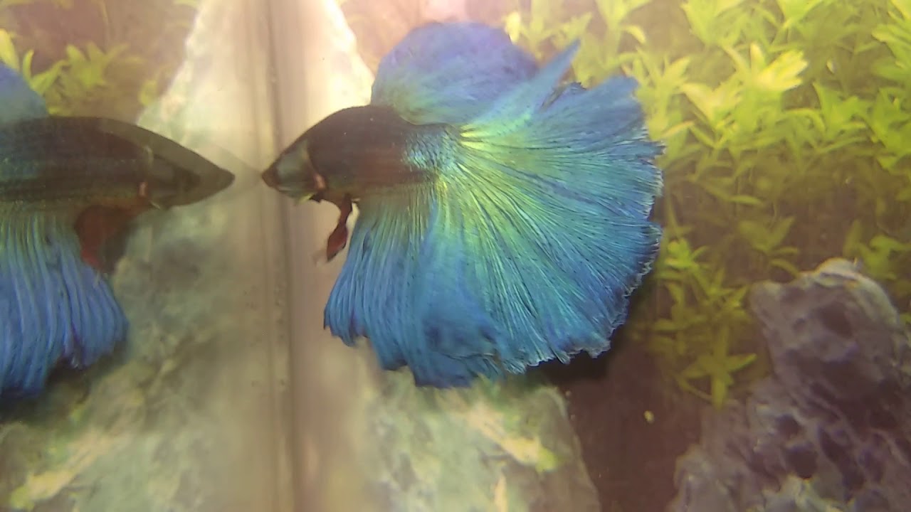 Half moon Betta fish 1 Mini aquarium - YouTube