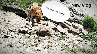 Dog ko khana Dene Chalo ? Vlog06 | lahaul | importantmessage  | dailyvlogs | incrediblelahaul