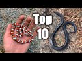 Top 10 Snakes of 2021- My Favorite Finds!