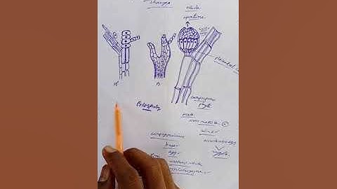 sexual reproduction polysiphonia