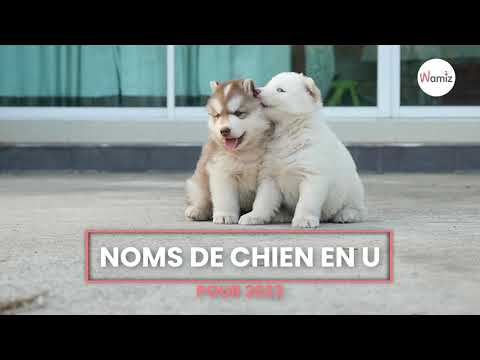 Vidéo: Noms mignons pour animaux de compagnie