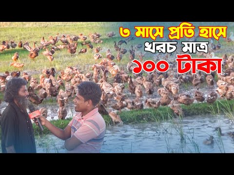 তিন মাসে প্রতি হাসে খরচ মাত্র ১০০ টাকা | হাঁসের খামার | Duck farming | Khamar Bangla 24.