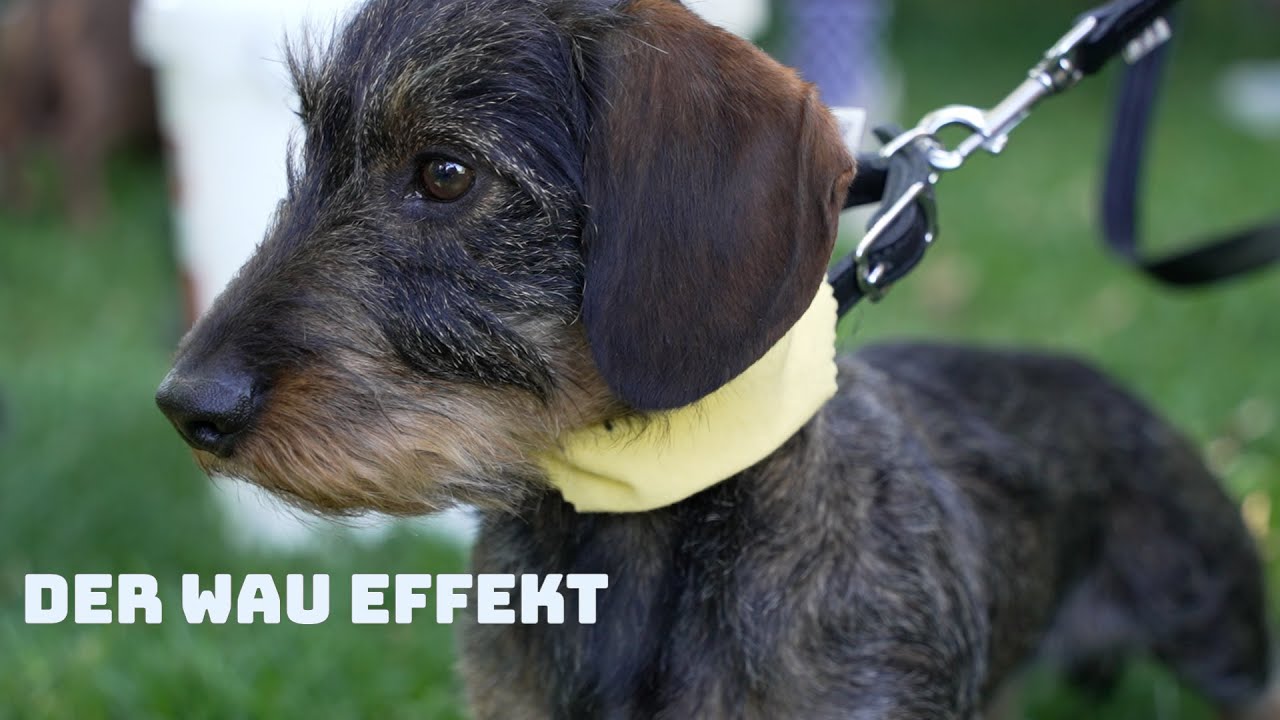 2. Ludwigsburger Dackelrennen auf dem Pferdemarkt. Die fliegenden Jagdhunde mit den kurzen Beinen.