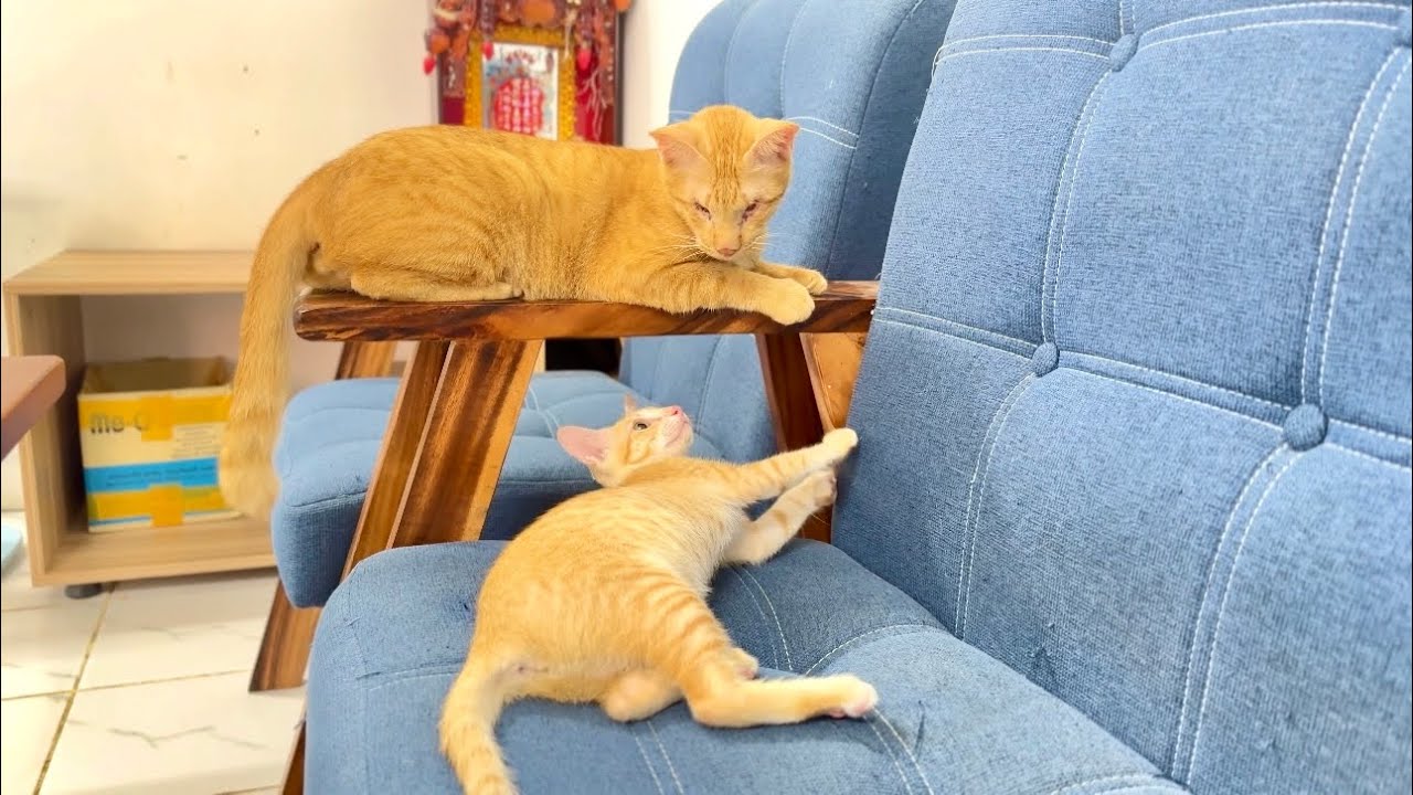 When You Have Two Orange Cats and One Sofa 🐱🧡Lazy Day With My Ginger Cats