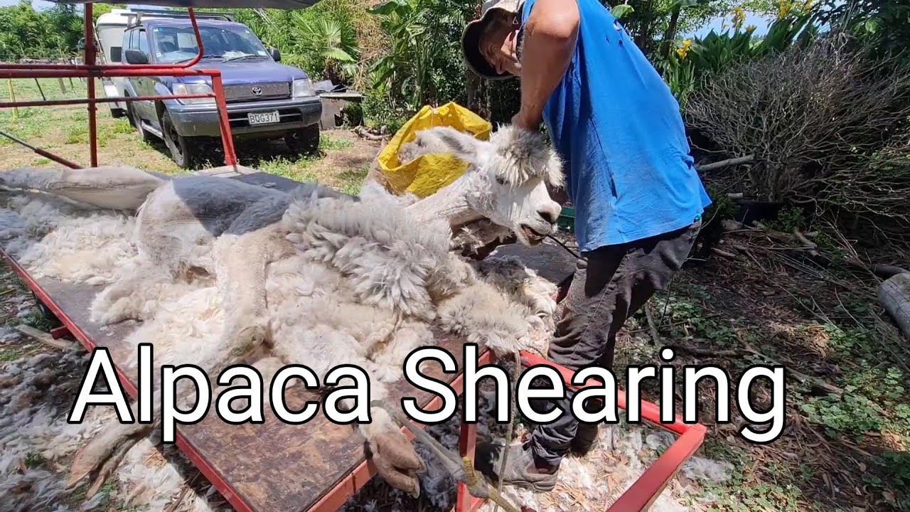 Alpaca shearing Waikato, New Zealand