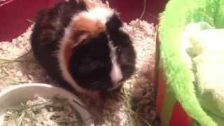 Our Guinea Pig Chong Chong---Playing After Bath!