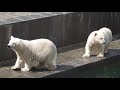 Герда толкнула медвежонка в воду 10.06.2019