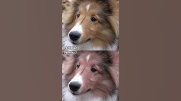Thumbnail of How do those with colour blindness perceive a Sheltie?#Shorts #ColourBlind #ColorBlind