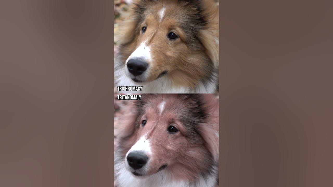 How do those with colour blindness perceive a Sheltie?#Shorts #ColourBlind #ColorBlind