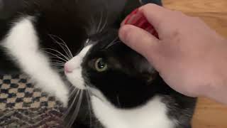 Fetching with Ming the cat by Michael and Ming 326 views 1 year ago 5 minutes, 49 seconds