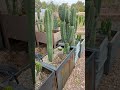san Pedro grow in Arizona #sanpedro #sanpedrocactus #shaman #sanpedroshaman #trichocereus #pachanoi