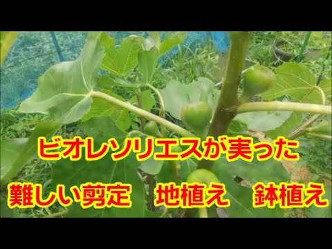 ビオレソリエスが実った 難しい剪定 実がつかない 地植え 鉢植え イチジク 無花果 Youtube ビオレソリエスが実った 難しい剪定 実がつかない 地植え 鉢植え イチジク 無花果 Youtube