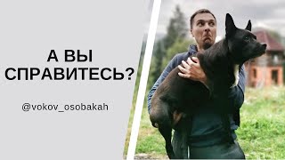 Как понять собаку? С чем приходиться сталкиваться собакам? Психология собак. Кинолог.