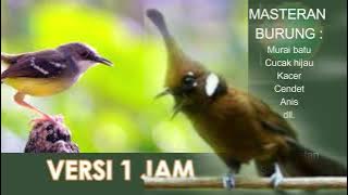 CILILIN VS CIBLEK FULL 1 JAM #masteranburung #burunggacor