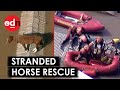 Brazil Floods: Dramatic Rescue of Horse Stranded on Rooftop For Days