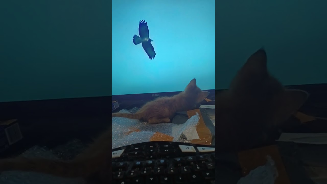 Crazy Kitty Cat Attacks Bear While Watching Television