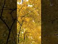 крыша ) лес. природа. прогулка. Украина Харьковская область