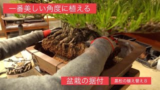 [黒松盆栽の植え替え８] 盆栽の据付