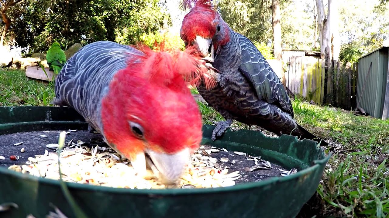 Gang Gang Cockatoo's Extreme Closeup 