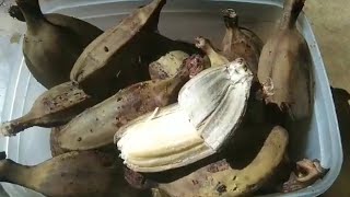 Saging saba pantawid gutom