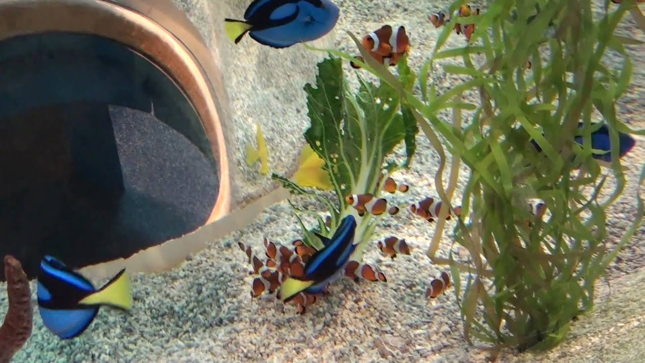 Ripley's Aquarium of the Smokies Coupons & Codes for 2022