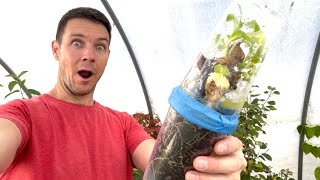 How are the Hydrangea Rooted Cuttings Now | 1 YEAR LATER | Triple Cup Method Update