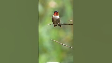 STUNNING Ruby-throated Hummingbird!