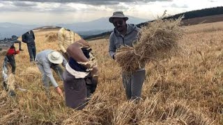 Nobel peace prize Winner Abiy Ahmed Harvesting a farm To Encourage the farmers In Addis Ababa..