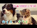 【大型犬と子猫の生活】カイルとキウイを超簡単に紹介します